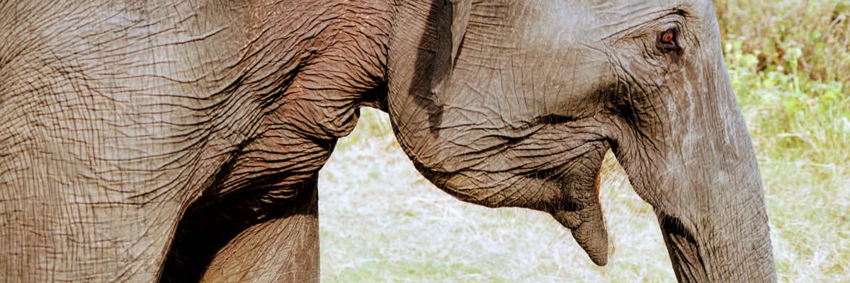White Elephant